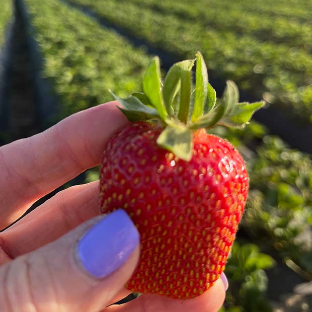 Fingers holding a strawberry with field in backgroound